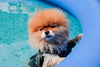 Can Pomeranians Swim?