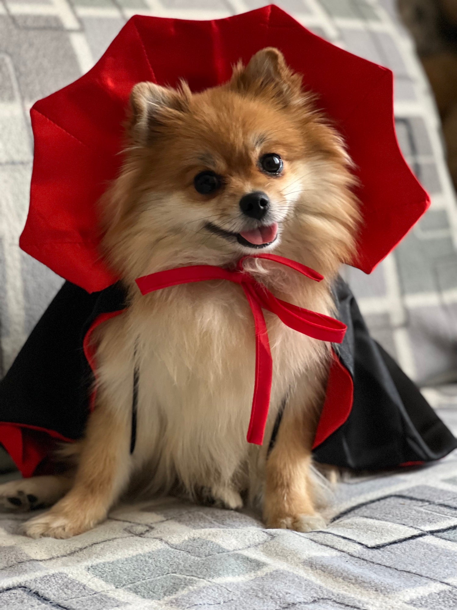 Vampire Dog Costume