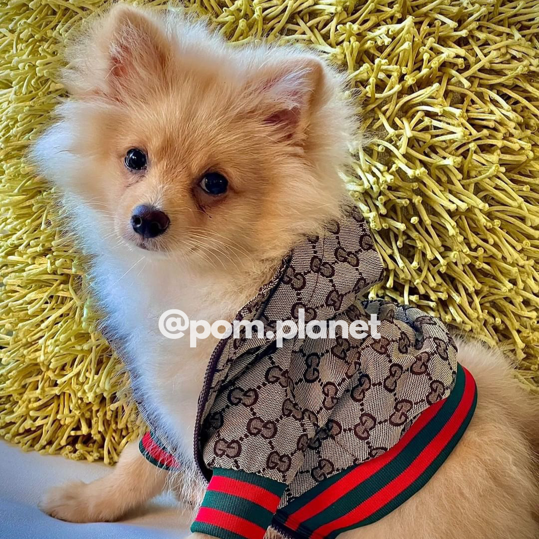 Pawcci Designer Dog Jacket
