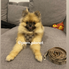 Load image into Gallery viewer, Pawcci Harness &amp; Leash Set