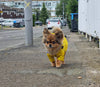 Load image into Gallery viewer, Waterproof Pomeranian Windbreaker